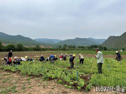 崇礼 特色中药材种植 开辟致富新路径