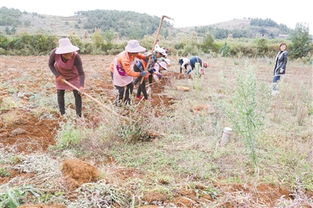 会泽中草药种植 3.3万亩