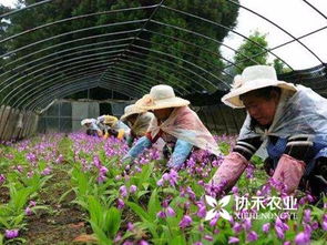 重庆协禾农业 教你种植中药材白芨 黄精 重楼 半夏