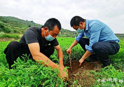 马关镇亿亩田种植农场500余亩中药材长势喜人 丰收在望