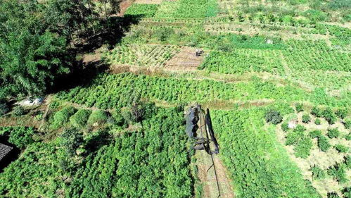 大雪山镇高峰村打造千亩中药材种植示范区