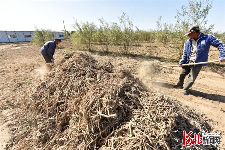 河北文安中药材种植拓宽群众增收路