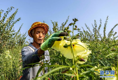 贵州黔西 中药材种植助农增收