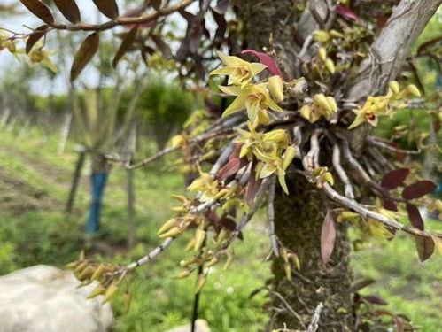 石斛花开 宝山特色精品农业推动乡村振兴