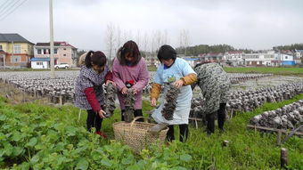 大众创业助力脱贫攻坚