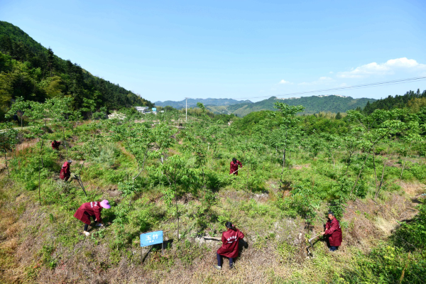 湖北通城:中药材种植成农民致富奔小康良方