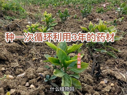 贵州贞丰县少数民族种植这个原料,种一次管3年时间,大家认识吗 中草药材 蓝靛 中药材种植