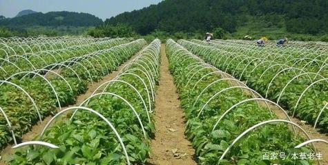 重磅!药监局促进中药传承创新实施意见发布,医院制剂迎来春天