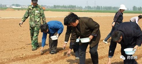 中药材“基地化”种植模式盛行,重视生产,不重技术与管理的中药材是否合格?