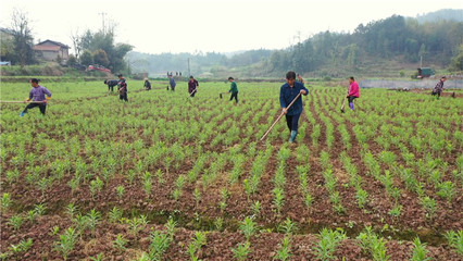 鹤城区白岩垴村:中药材种植如火如荼 助力村民增收