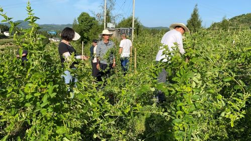 好医生集团中药材种植面积首次突破5万亩