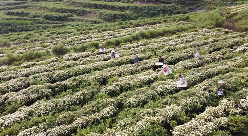 内丘 京菊花开致富路