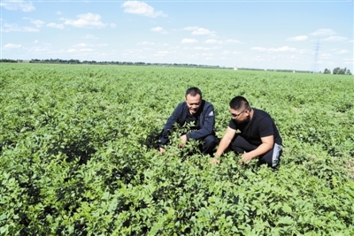 奈曼旗蒙中药材种植面积达15万亩