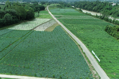 四川雅安芦山县:探索“中药材产业+”机制 助推乡村振兴