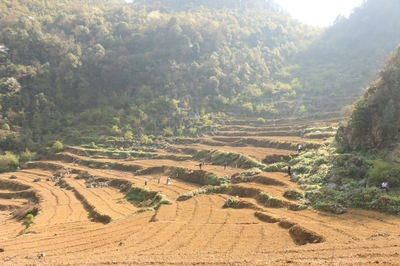 贵州织金:强化党建引领 发展中药材种植产业