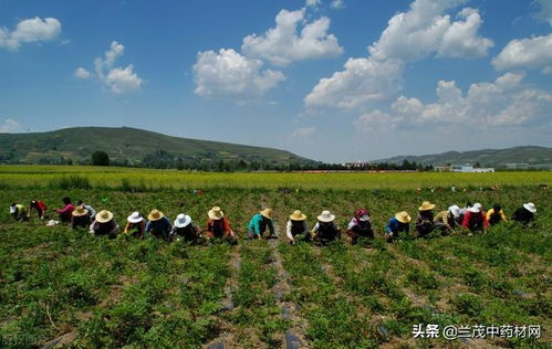 云南大力发展中药材打造全国优质道地药材生产基地