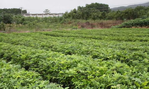 10年前山里很多,如今野生濒临灭绝,又掀起种植潮,80元斤