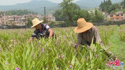 云南寻甸:中药种植巩固脱贫增收成效