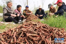 河北内丘 药材种植富农家