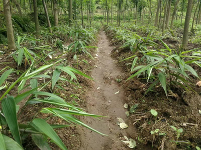 王老吉药业建设中药材种植基地助农脱贫致富实现乡村振兴