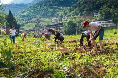 【中医药文化传播 我们在行动】奉节:产业助力 推动中医药在传承创新中高质量发展