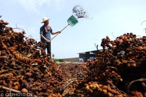 中药材种植助农增收