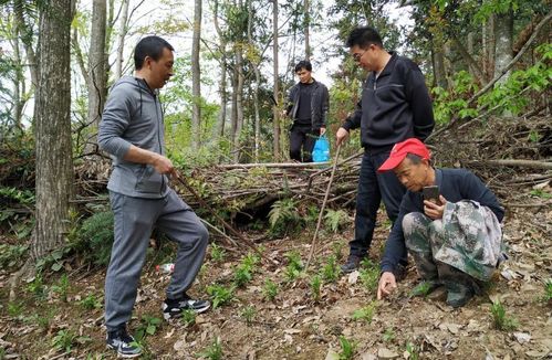 中安在线黄山频道 祁门县盘清林下中药材种植家底