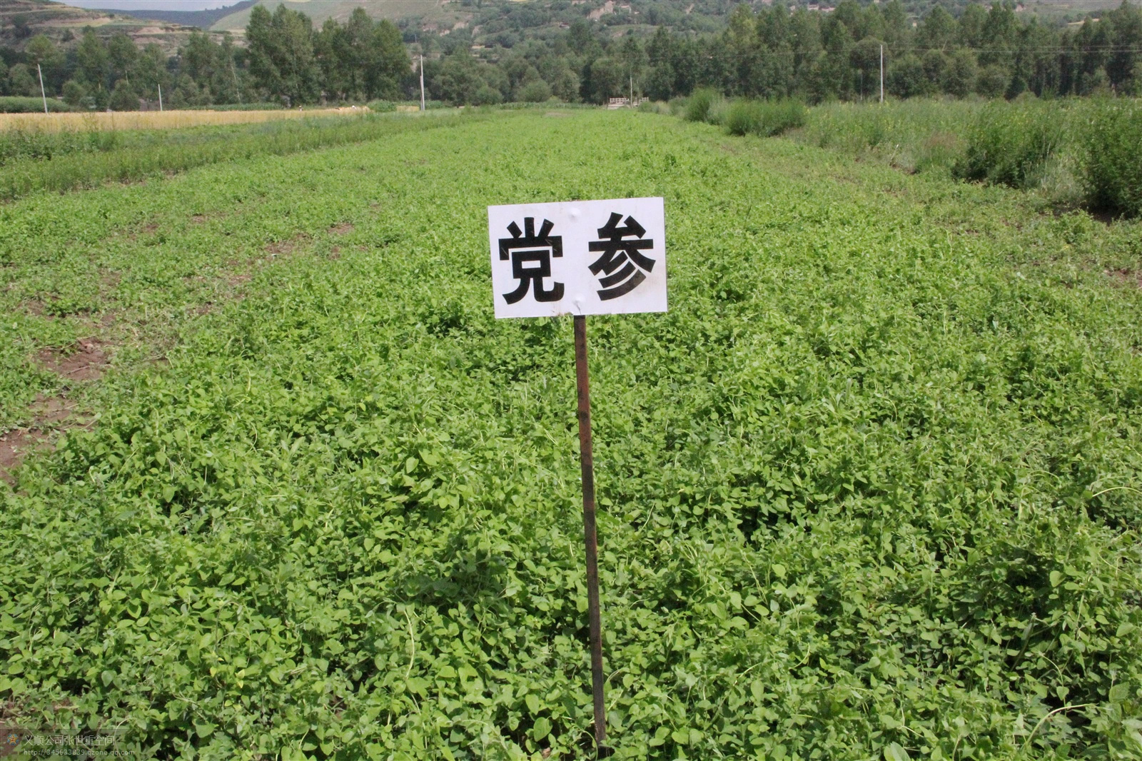 种植中药材也能致富?